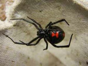 Black Widow Spider