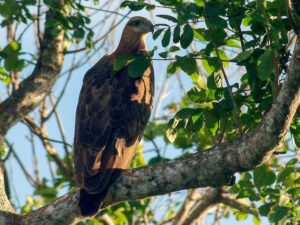 Sanford’s Sea Eagle