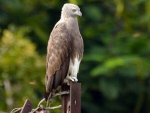 Lesser Fish Eagle