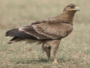 Indian Spotted Eagle