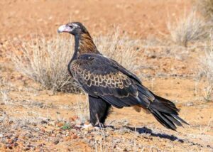Wedge-tailed Eagle