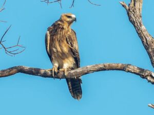 Gurney’s Eagle