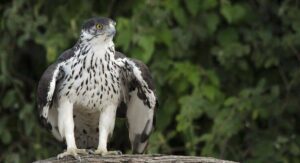 Ayres's Hawk-Eagle