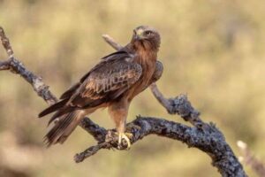 Booted Eagle