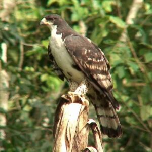 Cassin’s Hawk-Eagle