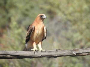Little Eagle