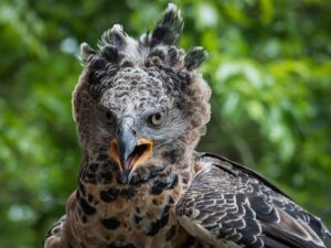 Crowned Eagle