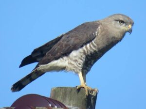 Banded Snake Eagle