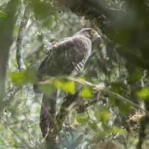 Madagascar Serpent Eagle