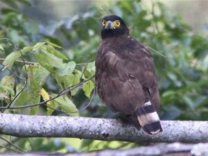 Sulawesi Serpent Eagle