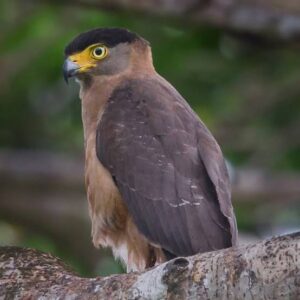 Great Nicobar Serpent Eagle