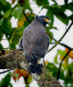 Mountain Serpent Eagle