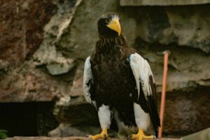 Steller's Sea Eagle