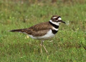 Killdeer
