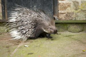 Porcupine