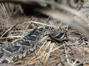 Neotropical Rattlesnake