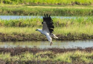 White-bellied Sea Eagle