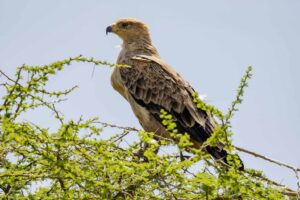 Tawny Eagle