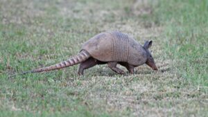 Armadillo