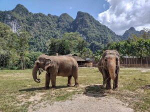 Elephants in Thailand