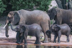 Elephants in Botswana