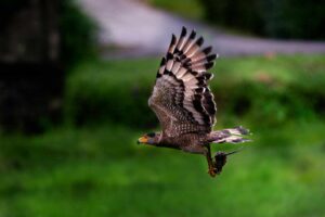Crested Serpent Eagle flying