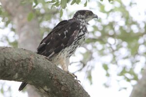 African Hawk-Eagle