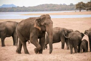 Group of elephants in Sri Lanka