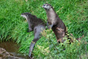 Otters
