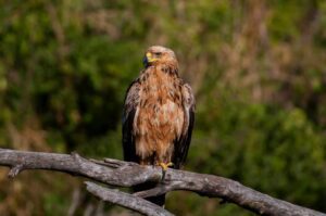 Brown Snake Eagle