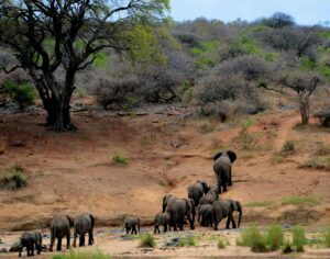 Elephants in Kruger National Park South Africa