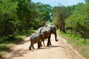 Elephants in Sri Lanka