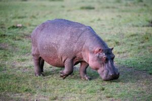 Hippopotamus