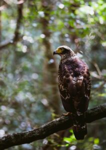 Crested Serpent Eagle