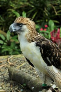 Philippine Eagle