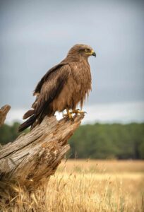 Golden Eagle