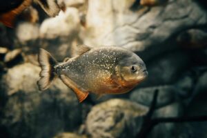 Piranha