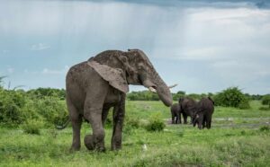 Giant elephant in Botswana