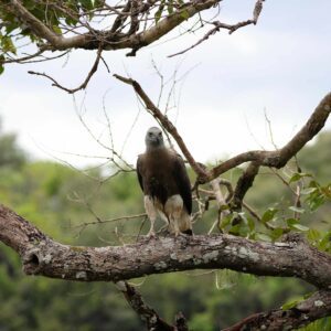 Grey-headed Fish Eagle