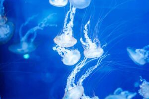 Jellyfish