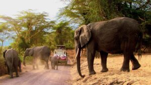 Safari travel insurance
