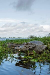 Black Caiman