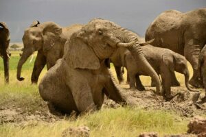 Elephants in Tanzania