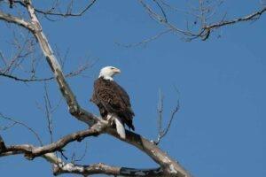 Bald Eagle