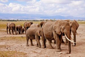 Elephants in Kenya