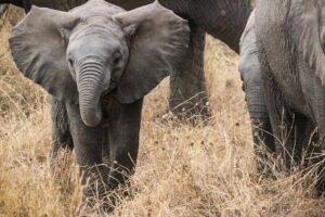 Elephants in Tanzania