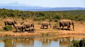 Elephant viewing safari
