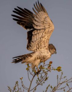Short-toed Snake Eagle