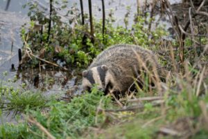 Badger