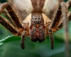 Brazilian Wandering Spider